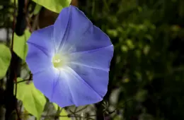 /pics/shamanic_courses_02